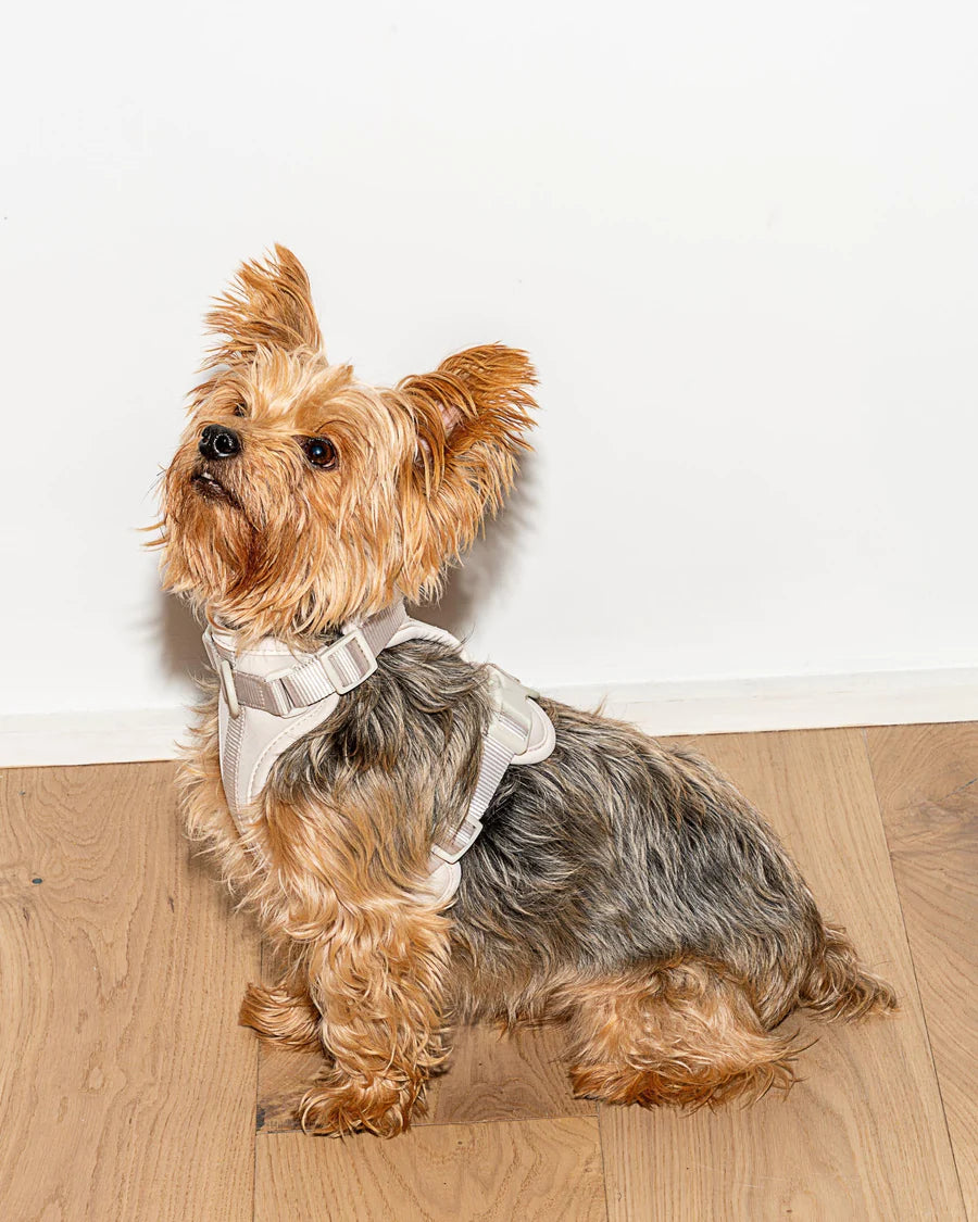 Harness